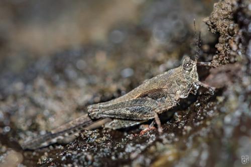 Réf. 247 707 : Paratettix scaber
